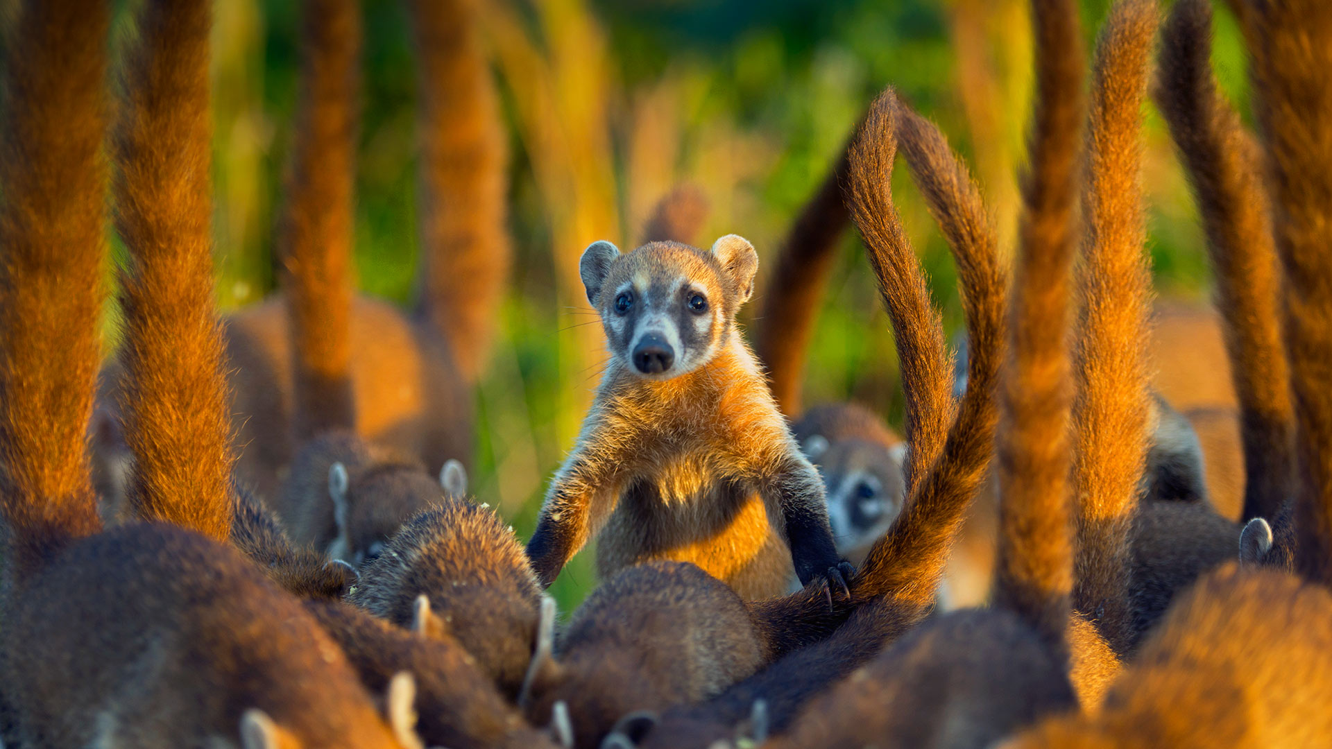 Cozumel Island Coati