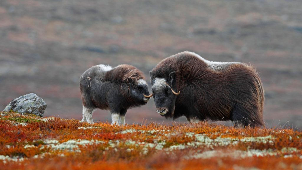 Dovrefjell Muskox