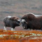 Dovrefjell Muskox