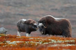 Dovrefjell Muskox