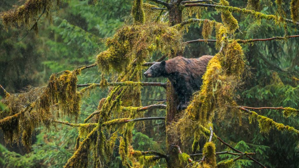 Drizzly Bear