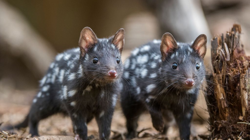 Eastern Quolls