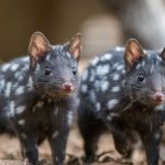 Eastern Quolls