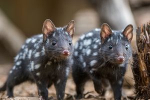 Eastern Quolls