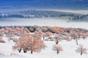 Eifel NP Belgium