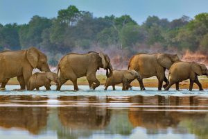 Elephants Walking