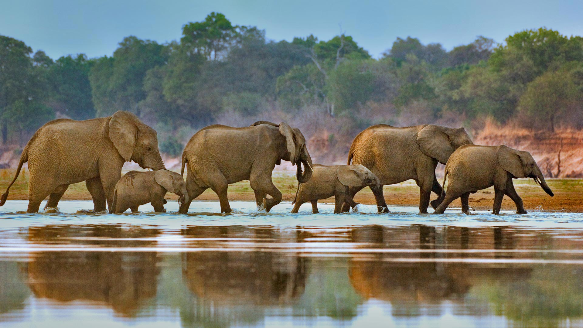 Elephants Walking