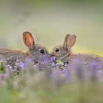 European Rabbit Greeting