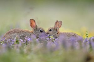 European Rabbit Greeting