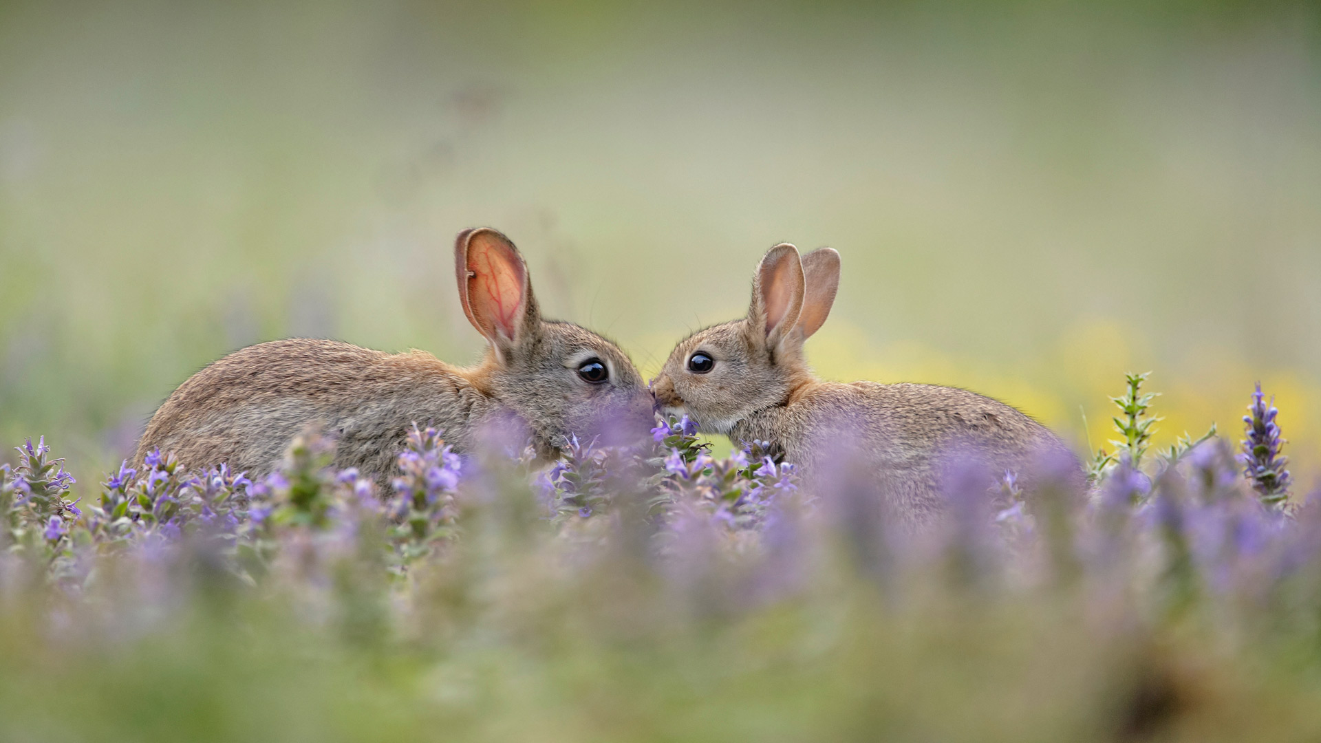 European Rabbit Greeting