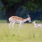 Fallow Deer