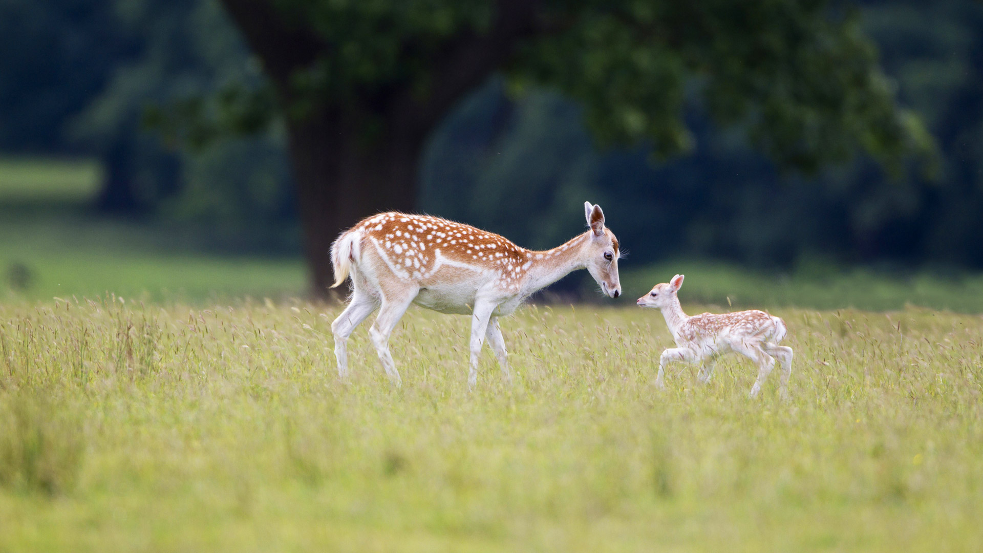 Fallow Deer