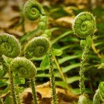 Fiddleheads