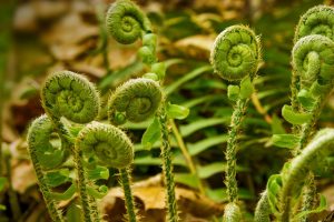 Fiddleheads