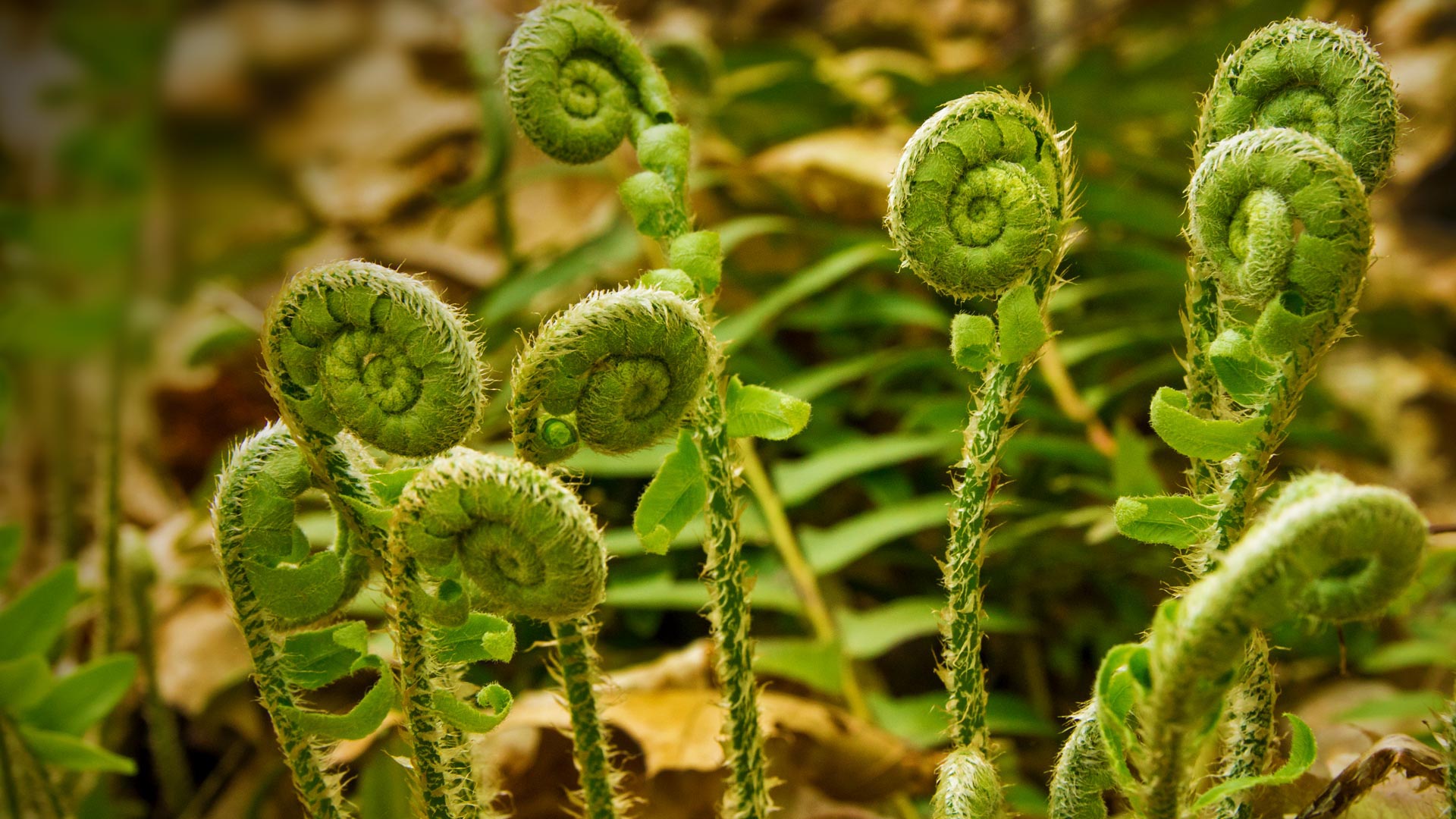 Fiddleheads