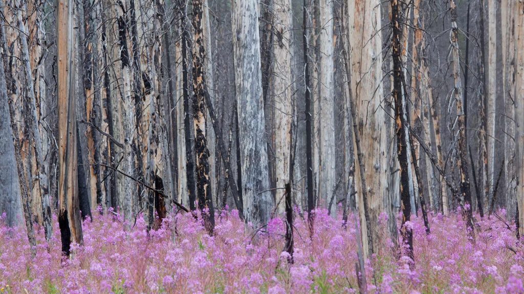 Fireweed Forest