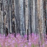 Fireweed Forest