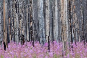 Fireweed Forest