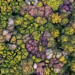 Forest Aerial Picardy