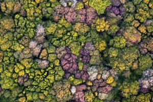 Forest Aerial Picardy