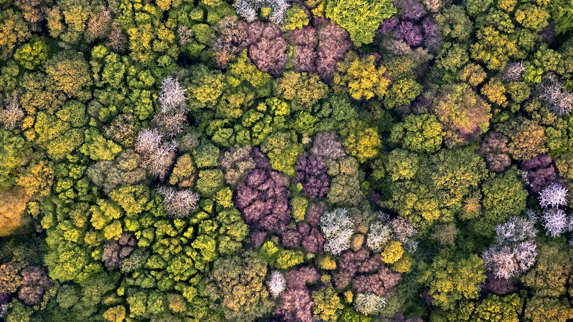 Forest Aerial Picardy