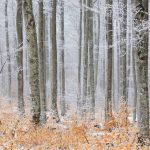Frosted Forest Cevennes