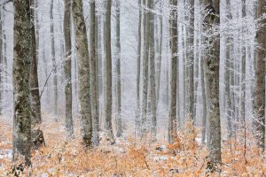 Frosted Forest Cevennes