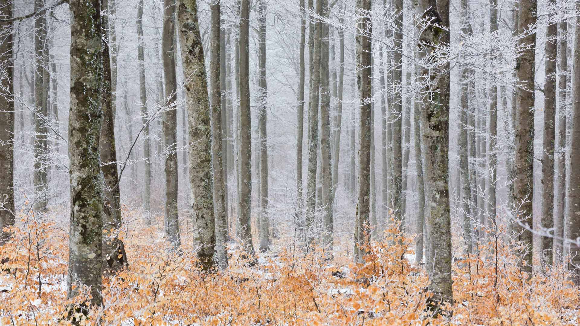 Frosted Forest Cevennes