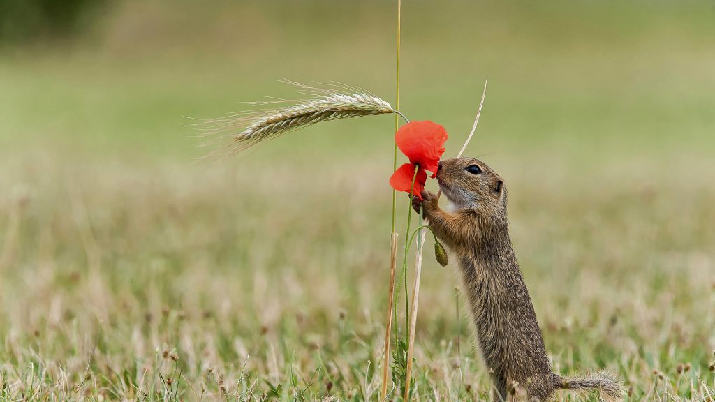 Fruehling Klatschmohn