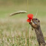 Fruehling Klatschmohn