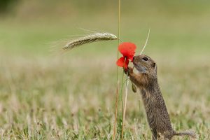 Fruehling Klatschmohn