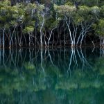 Garigal Mangroves