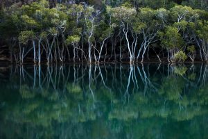 Garigal Mangroves