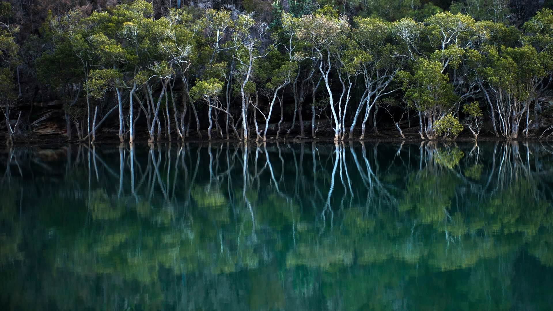 Garigal Mangroves