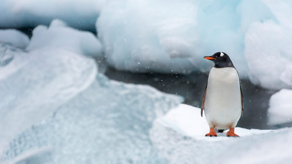 Gentoo Penguin Video