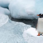 Gentoo Penguin Video
