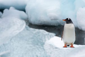 Gentoo Penguin Video