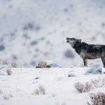 Gray Wolf