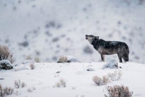 Gray Wolf