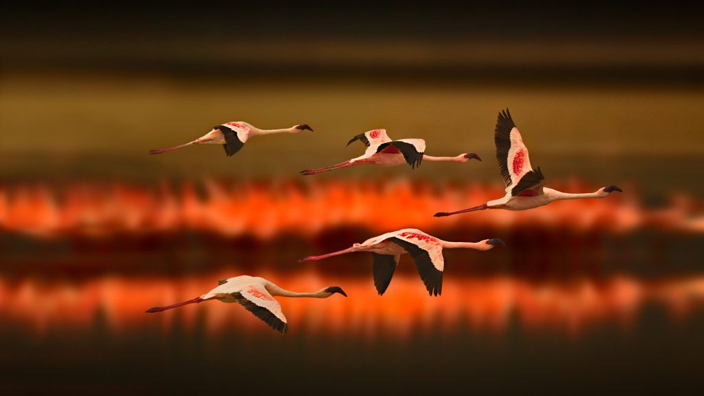 Greater Flamingos