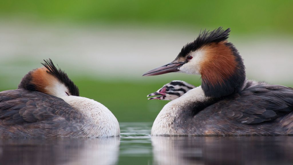 Grebes Chick