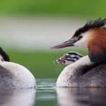 Grebes Chick