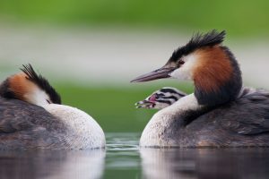 Grebes Chick