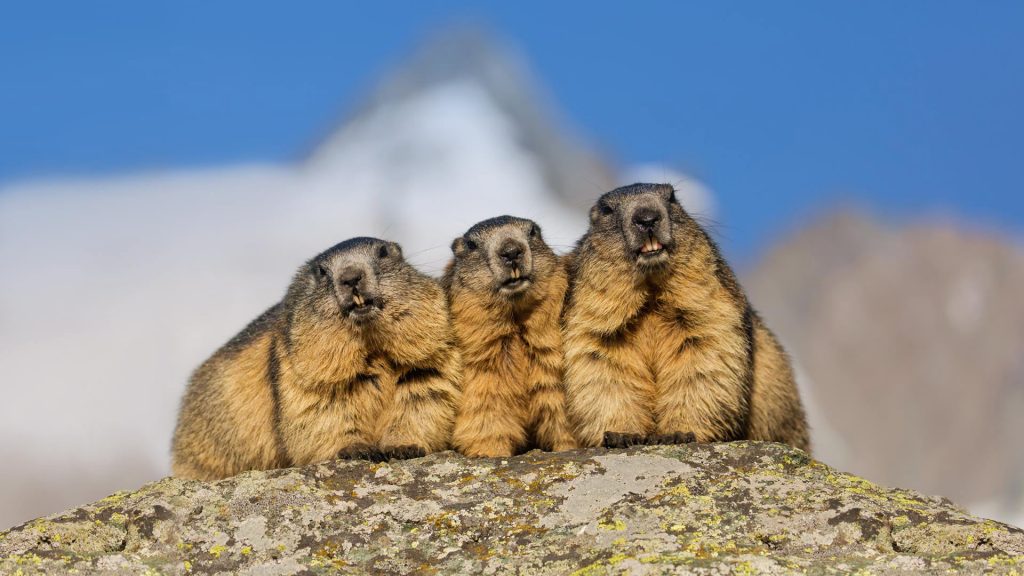 Grossglockner Marmots