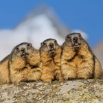 Grossglockner Marmots