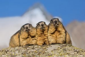 Grossglockner Marmots