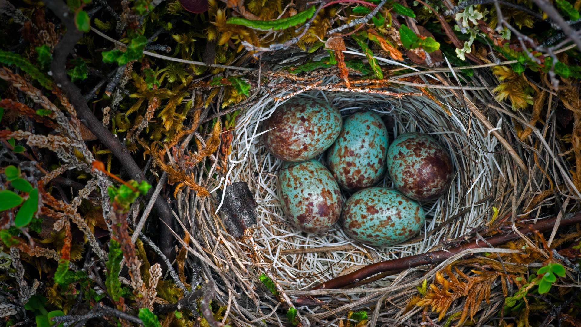 Ground Nest