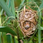 Harvest Mouse FR