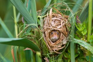 Harvest Mouse FR