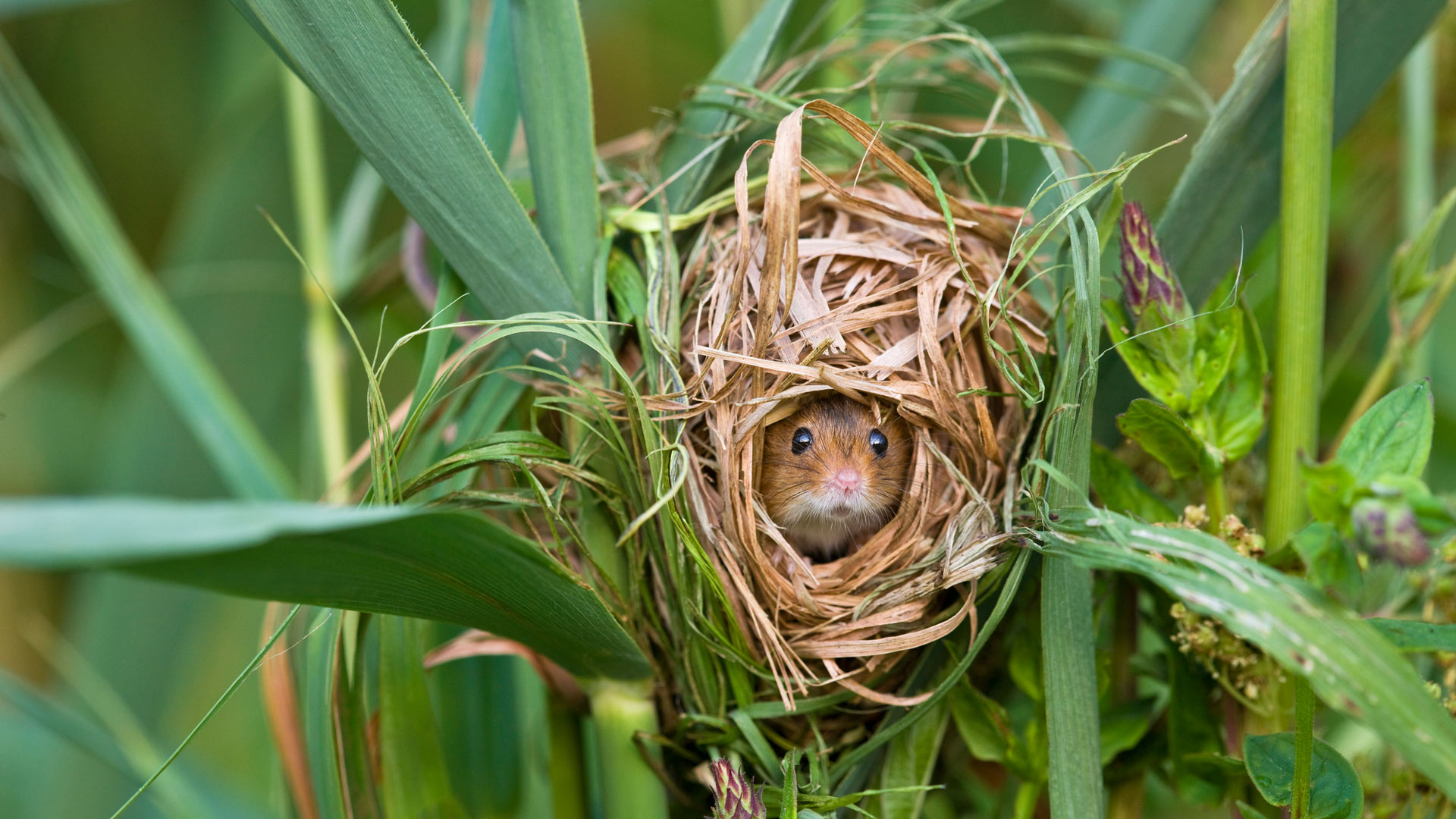 Harvest Mouse FR